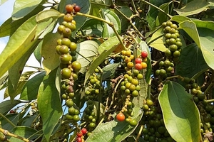 Từ vườn ra chợ, hạt tiêu tăng giá gấp 4 - 8 lần