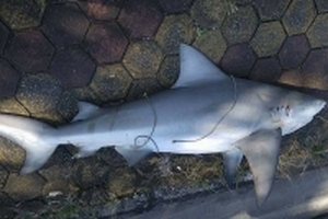 Chuyên gia xác nhận cá mập bò mắt trắng nguy hiểm ở Vịnh Hạ Long