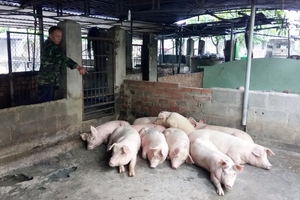 Giá heo hơi hôm nay (20/9) chưa thể thoát khỏi ngưỡng 32.000 đồng/kg