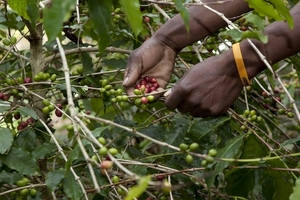 Cà phê robusta đang bị định giá khá thấp