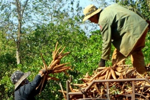 Bộ Tài chính từ chối nhiều đề xuất xin ưu đãi cho cây sắn