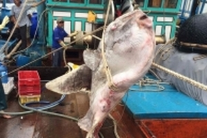 'Thủy quái' sống ở độ sâu nghìn mét dưới lòng biển và lời đồn báo hiệu điềm xấu khiến ngư dân kinh sợ