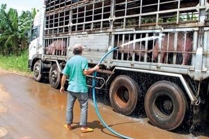 Giá heo hơi hôm nay (21/9) trung bình tăng 160 đồng tại miền Bắc, giảm ở một số tỉnh miền Trung và Nam