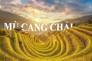 Sau bao chờ đợi, 'mùa vàng' trên ruộng bậc thang Mù Cang Chải đã tới
