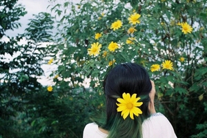 Lên lịch đón sớm mùa hoa dã quỳ năm nay