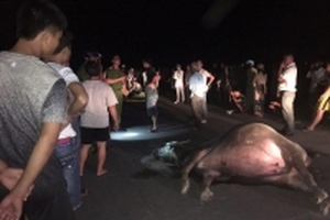 Tông phải phải trâu giữa đường phố, một người tử vong tại chỗ