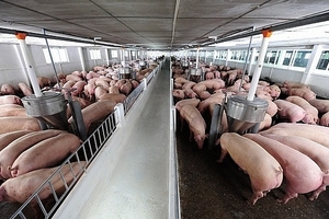 Giá heo hơi hôm nay (22/9) tiếp tục tăng nhẹ ở một số tỉnh miền Bắc