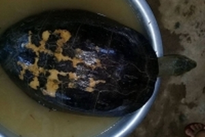 Xôn xao bắt được 'cụ' rùa khủng trăm tuổi