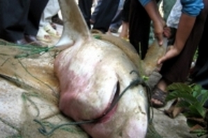 Phát hoảng với những lần cá mập bỗng nhiên xuất hiện ở vùng biển Việt Nam