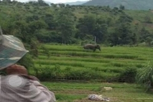 Voi rừng xuống bản tắm ao của người dân ở Sơn La