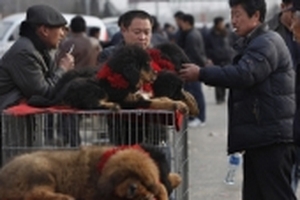 Kinh hoàng với bầy chó ngao Tây Tạng thả rông ở Trung Quốc