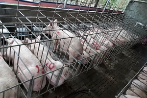 Giá heo hơi hôm nay (24/6): Nơi thiệt hại nặng nề vì bão, nơi giảm đàn vì không có lợi nhuận