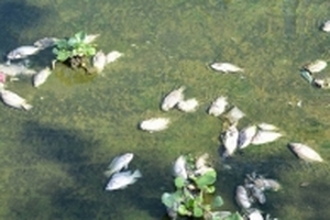 Quảng Nam: Cá chết hàng loạt, bốc mùi hôi thối ở hồ điều hòa