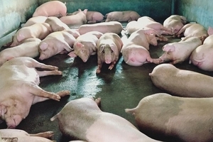 Giá heo hơi hôm nay (25/9) có nơi lên 33.000 đồng/kg ở miền Trung