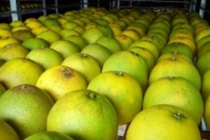 Bưởi Phúc Trạch rụng tơi tả giá 'rớt thảm', đây là lý do dân bán online vẫn 'hét' 80.000 đồng/quả