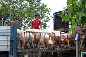 Giá heo hơi hôm nay (26/9) giảm về cao nhất ở 31.000 – 32.000 đồng/kg