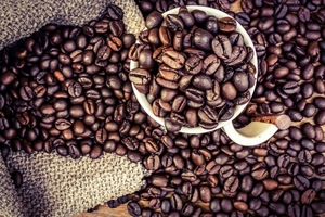 Giá cà phê hôm nay (26/9) biến động lẻ tẻ, giá cao su TOCOM bắt đầu chuỗi ngày tăng giá