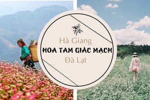 Một vòng quanh Việt Nam theo dấu những mùa hoa