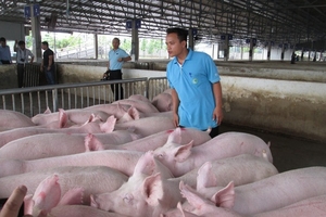 Giá heo hơi hôm nay (27/9) ổn định, Trung Quốc lại siết biên