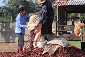 Nhiều lợi thế để đẩy mạnh xuất khẩu càphê trong quý 4
