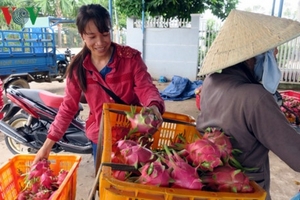 Lý giải giá thanh long Bình Thuận tăng kỷ lục