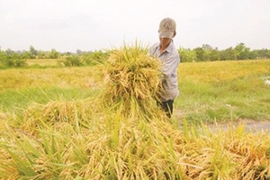 Việt Nam cứ say sưa xuất khẩu gạo số 1, 2 để làm gì?