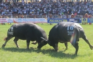 Hải Phòng: Hơn 2 vạn du khách đến xem hội chọi trâu Đồ Sơn