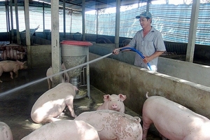 Giá heo hơi hôm nay (28/9) ổn định, mô hình chăn nuôi nhỏ lẻ nguy cơ mất chỗ đứng