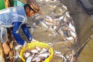 Giá cá tra, tôm nguyên liệu tăng mạnh trong tháng 9 vì nhu cầu lớn