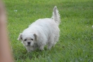 Chi cục Thú y lên tiếng trước thông tin đề nghị Thảo Cầm Viên mua lại chó thả rông làm mồi cho sư tử