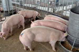Hàng ngàn con heo bị tiêm thuốc tại lò mổ lớn nhất TP.HCM