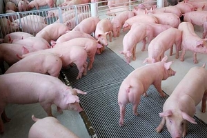 Giá heo hơi hôm nay (29/9) giảm nhẹ 500 – 1.500 đồng/kg tại một số tỉnh ở cả ba miền