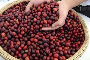 Giá cà phê hôm nay (29/9), giá hồ tiêu giao dịch chủ yếu ở 83.000 đồng/kg