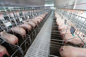 Giá heo hơi hôm nay (30/9) biến động mạnh tại miền Nam