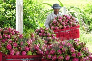 Thanh long sẽ là trái cây đem lại nguồn thu lớn nhất cho Việt Nam?