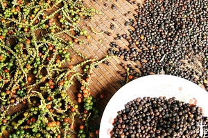 Giá cà phê hôm nay (2/10) giảm nhẹ, giá hồ tiêu giao dịch chủ yếu ở 81.000 đồng