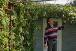 Ông bố Việt ở Đức biến khu vườn bỏ hoang ngập tràn rau xanh, trĩu quả