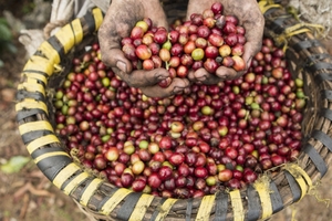 Sản lượng cà phê Ấn Độ có thể lên kỷ lục trong năm 2017