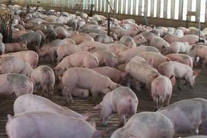 Giá heo hơi hôm nay (4/10) vẫn biến động hẹp xung quanh 30.000 đồng/kg