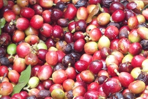 Giá cà phê hôm nay (4/10) tăng tiếp 200 - 300 đồng/kg