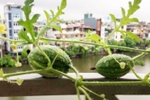 Dưa hấu bằng nắm tay, củ khoai treo trên cành ở ban công Hà Nội