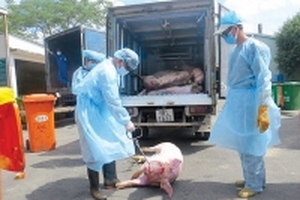 Gần 4.000 con heo 'trầm cảm' sẽ được tiêu hủy thế nào?