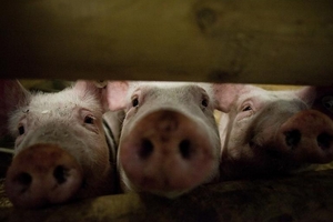 Giá heo hơi hôm nay (6/10) giảm về 30.000 đồng/kg ở miền Bắc