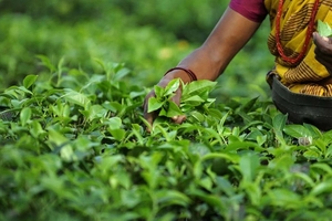 Sản lượng chè toàn cầu dự báo giảm