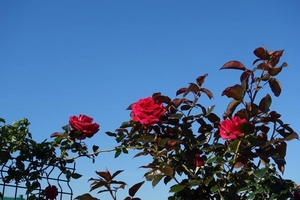 Mẹ Việt ở Pháp mát tay tạo 'công viên' hoa hồng rực rỡ trên mảnh đất vườn 50m2