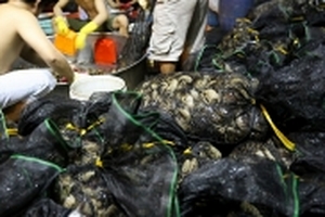 Chợ cua đồng hoạt động lúc nửa đêm trên vỉa hè Sài Gòn