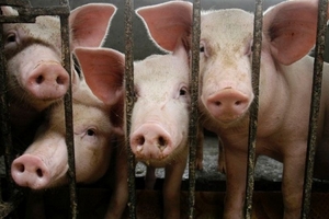 Giá heo hơi hôm nay (7/10) tiếp tục giảm nhẹ tại miền Bắc, Trung