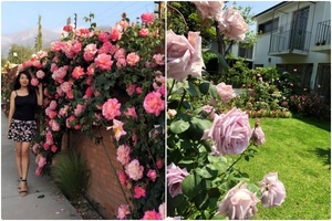 Vườn hoa đẹp như bức tranh của mẹ Việt ở Chile