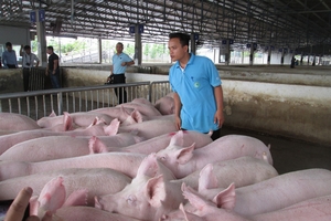 Giá heo hơi hôm nay (10/10) giảm, cao nhất chưa được 30.000 đồng/kg ở miền Bắc