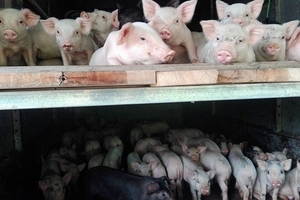 Giá heo hơi hôm nay (11/10) ổn định dưới 31.000 đồng/kg, miền Nam bị ép giá mạnh